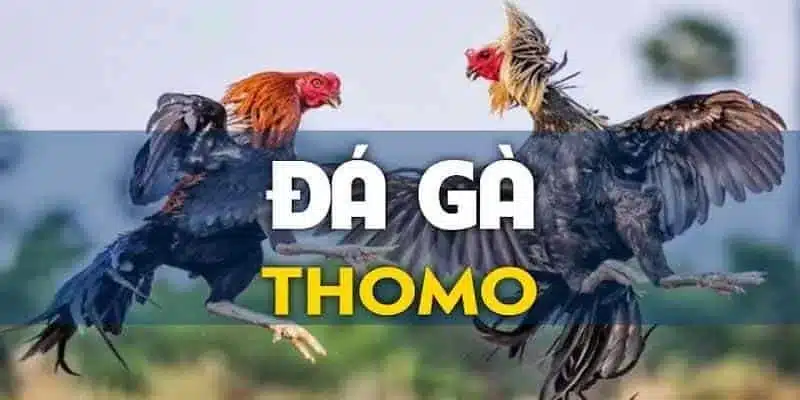 Đá gà thomo tại 77win