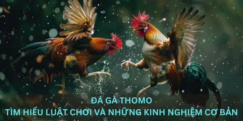 Đá gà thomo tại 77win