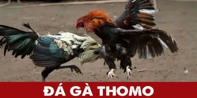 Đá gà thomo tại 77win